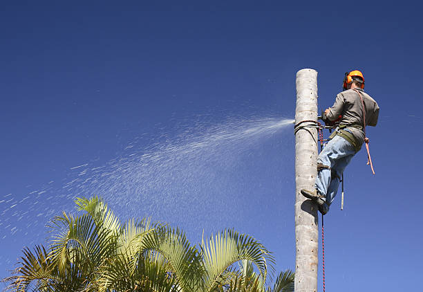 Trusted Davis, CA Tree Services Experts